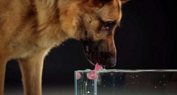 Kuinka paljon vettä koiran tulisi juoda?