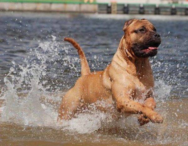 Kanarian koira vedessä