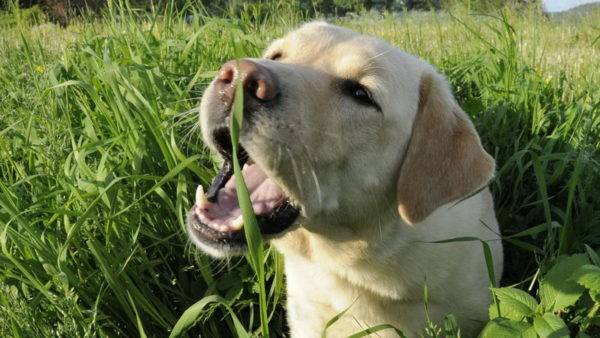 Koira syö ruohoa