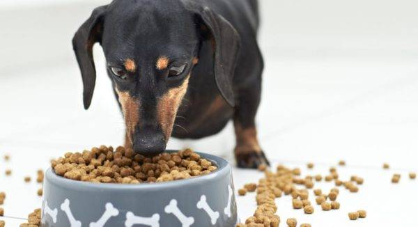 Miten koira muunnetaan kuivaksi ruoaksi