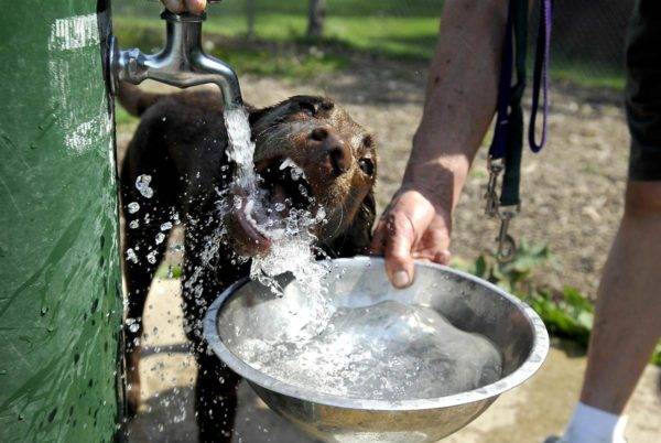 Koirien janojen luonnollinen lisääntyminen
