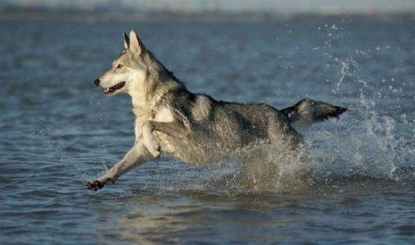 Sarloksen susi koira vedessä