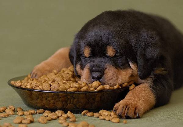Kuinka paljon kuivaa ruokaa koiralle antaa