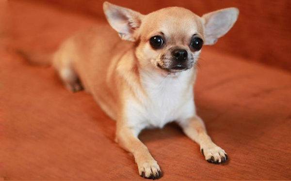 Chihuahua ominaisuudet