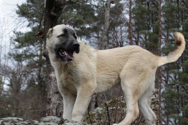Gampra (Armenian Wolfhound) rodun kuvaus