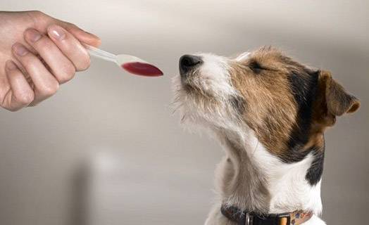 Kuinka antaa koiralle nestemäistä lääkettä