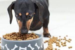 Kuinka siirtää koira kuivaan ruokaan