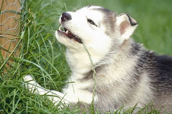 Miksi koirat syövät ruohoa