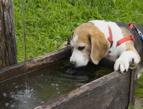 Koiran juomavesi