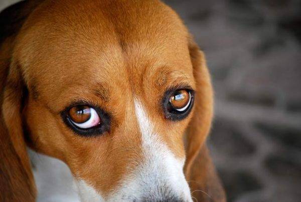 punaisilla silmillä on beagle