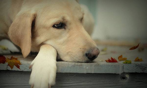 surullinen ja söpö koira