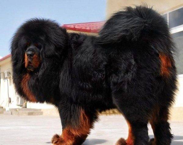 tibetin mastiffi musta ja rusketus