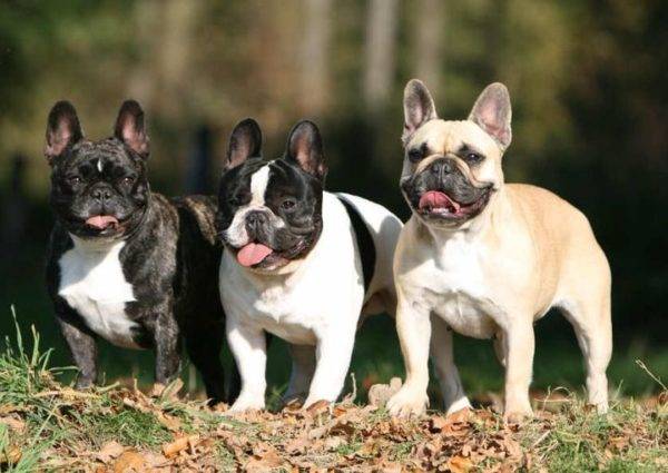 kolme ranskalaista bulldogs