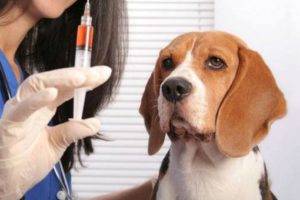 beagle eläinlääkärillä