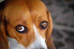 beaglen punaiset silmät