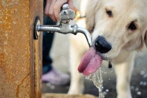 koira juo vettä