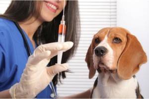 Koirien rokotukset