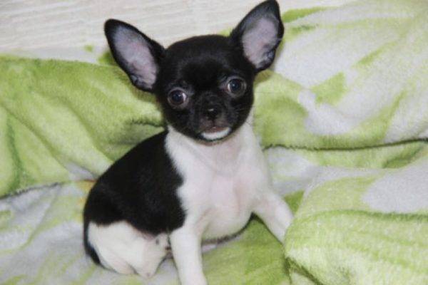 Chihuahua valkoinen ja musta
