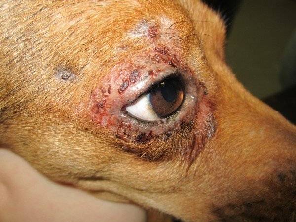 Dermatiitti koiran silmissä