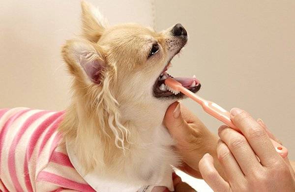 Kuinka harjata koiran hampaita