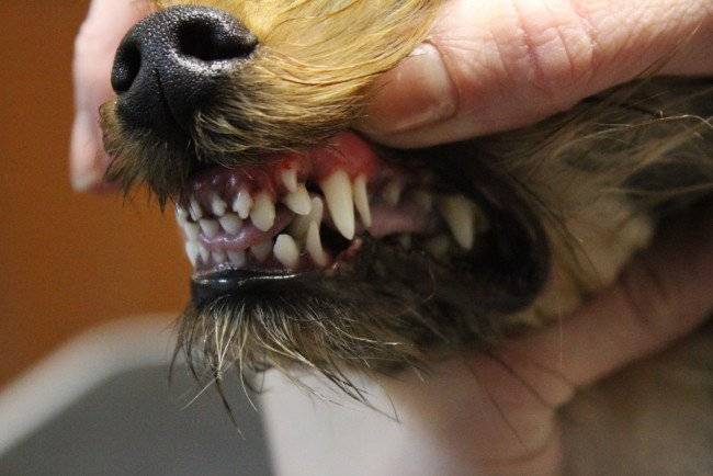 Koiran iän määrittäminen hampaissa