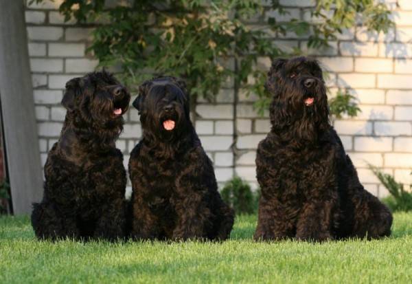 kolme mustaa terrieriä