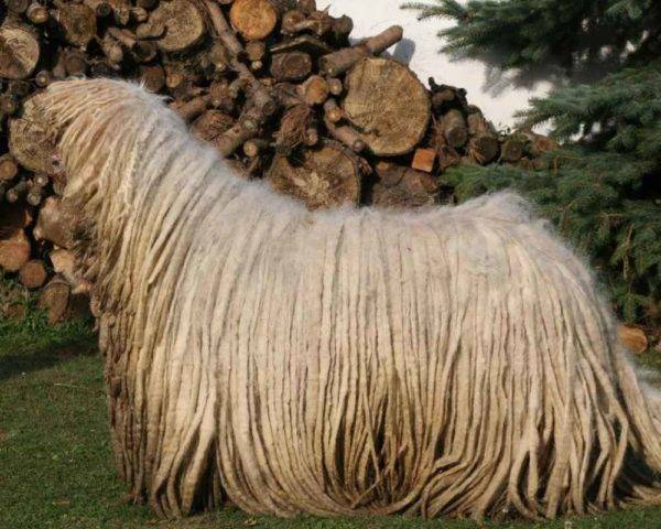 Komondor (unkarilainen lammaskoira)