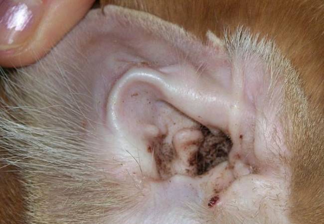 Ear Tick koirilla