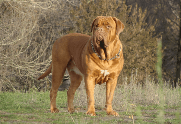 Ranskan mastiffi (Dogo Bordeaux)