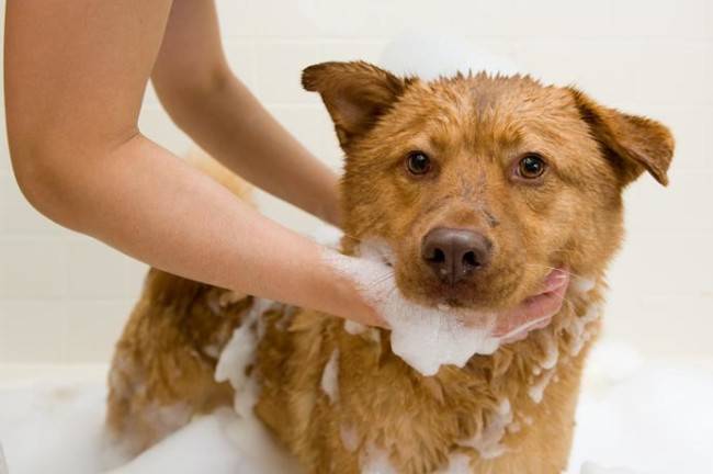 Kirppu shampoo koirilla