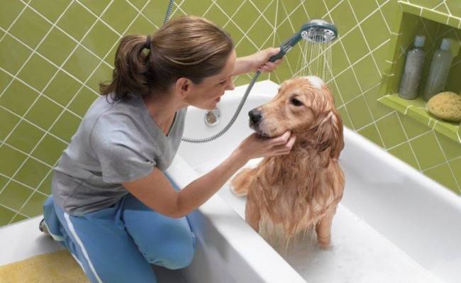 Kuinka pestä koira