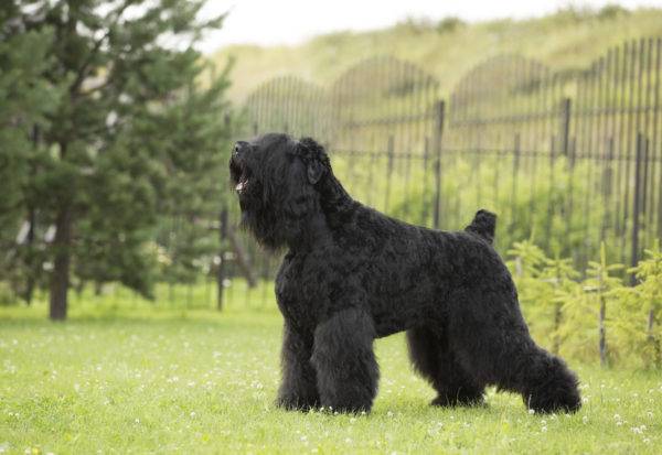 Musta venäläinen terrieri (Stalinin koira)