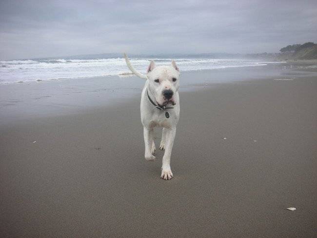 Dogo Argentino rannalla
