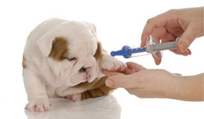 Anemian hoito koirilla