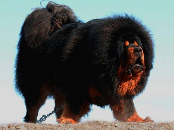 Tiibetin mastiffi