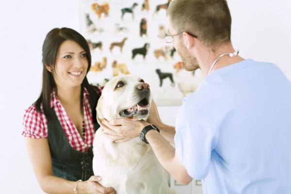 Koiramyrkytyksen hoito klinikalla