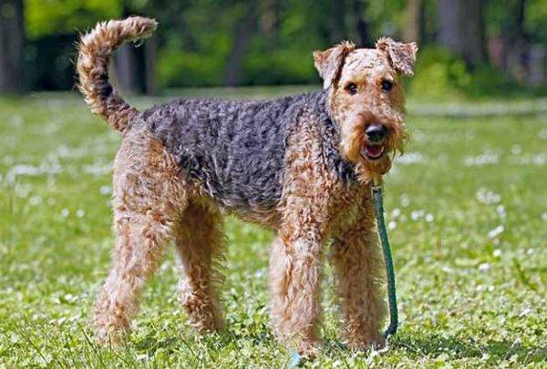 airedale terrier seisoo