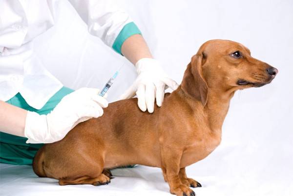 Insuliinihoito diabeteksen koirilla