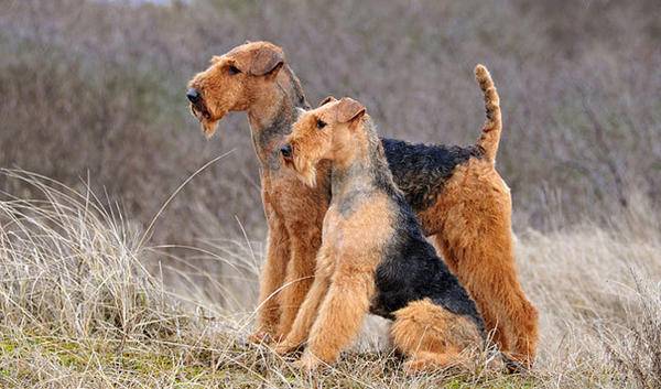 airedale terrierit