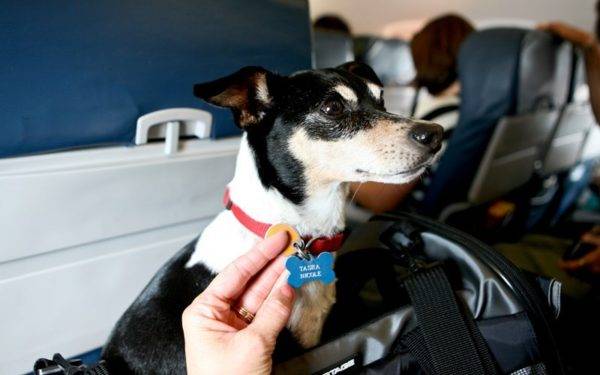 Eläinten kuljetus lentokoneessa
