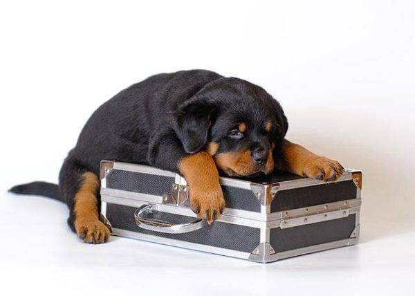 koira ja matkalaukku
