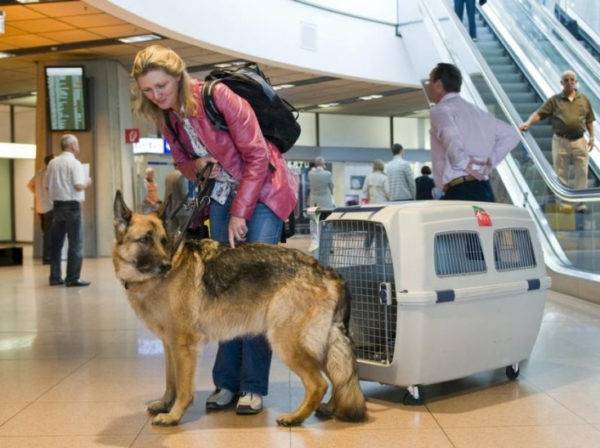 Koiran lentokuljetus ulkomaille