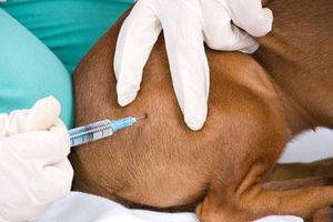 Kuinka tehdä injektio koiralle