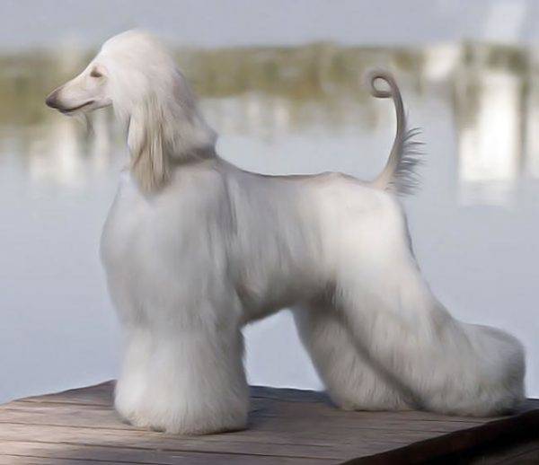 Snow white afghan hound