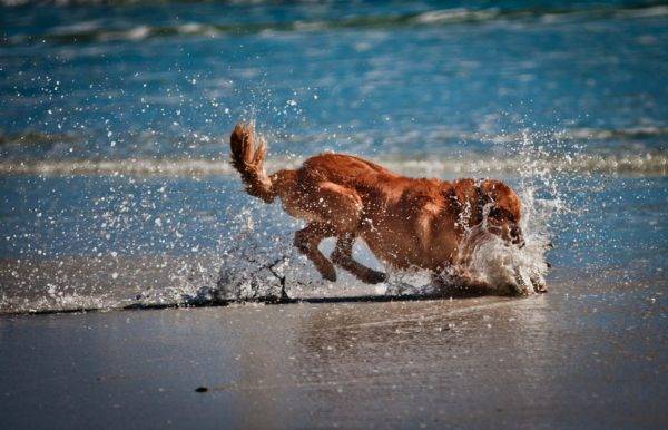 pieni koira vedessä
