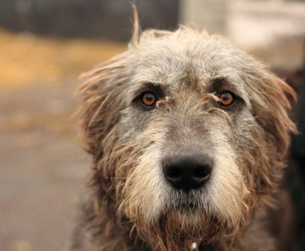 Irlantilaisen Wolfhoundin koira