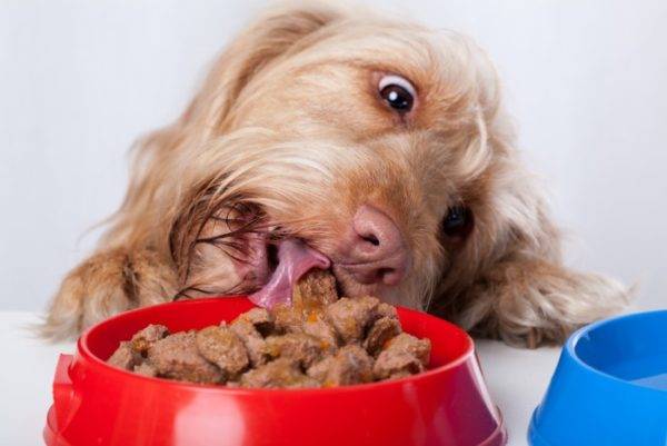 koira syö märkää ruokaa