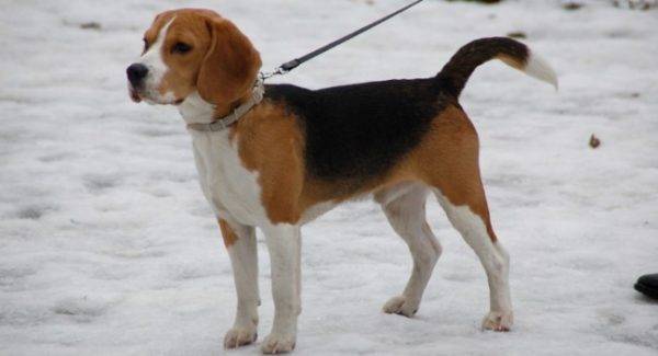 Beagle talvella