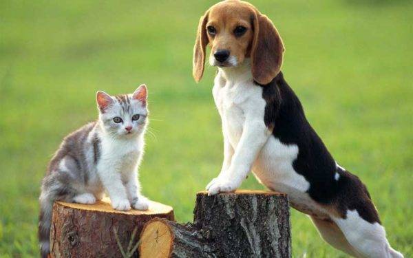 Beagle ja kissa