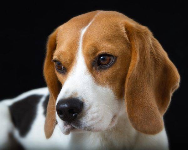 Erittäin kaunis beagle